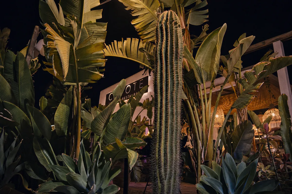 O letreiro iluminado do Coyote por trás dos catos e das folhas de bananeira da entrada
